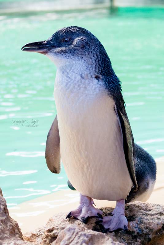 316.penguin-1
